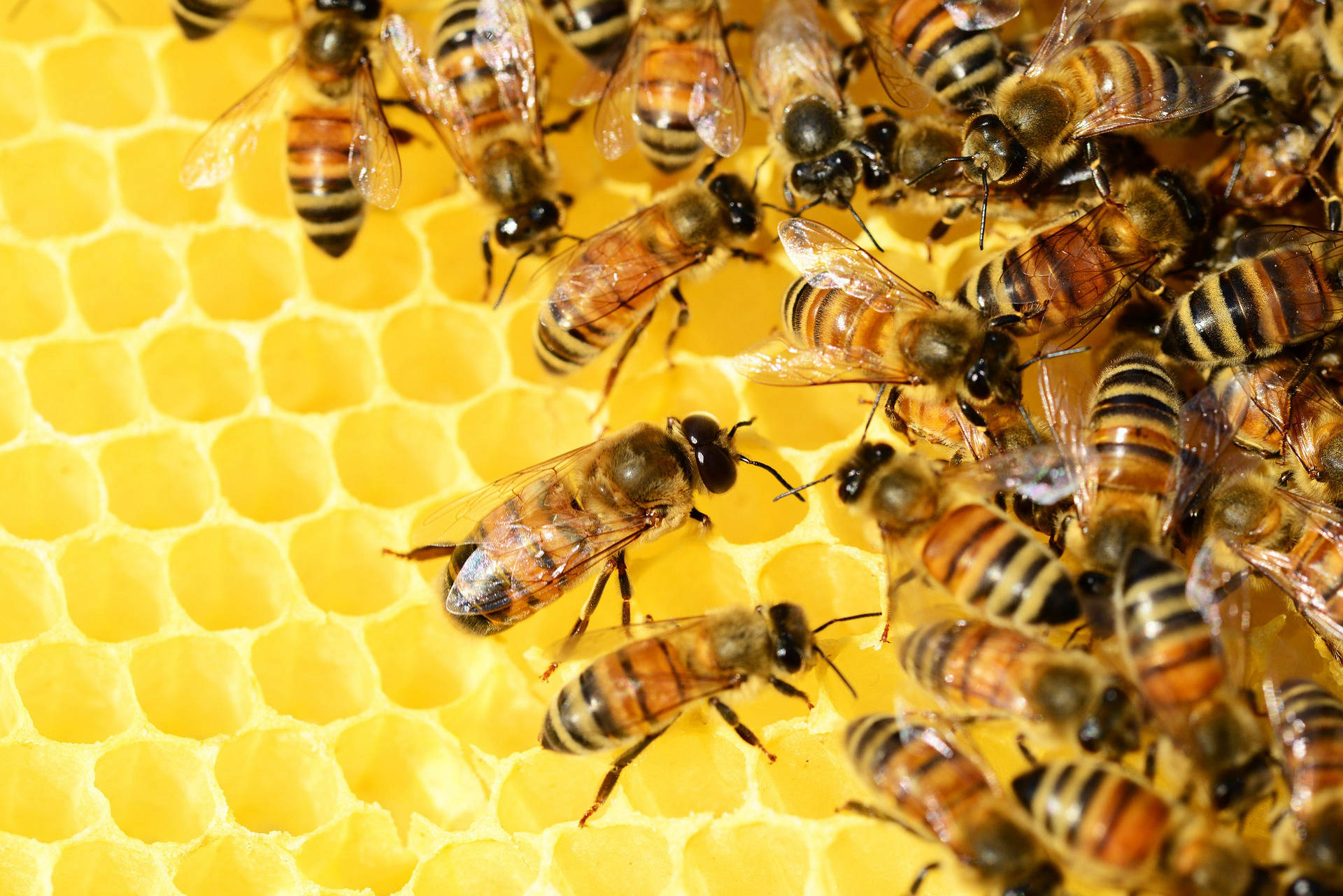 Anfosso Agraria Camporosso apicoltura