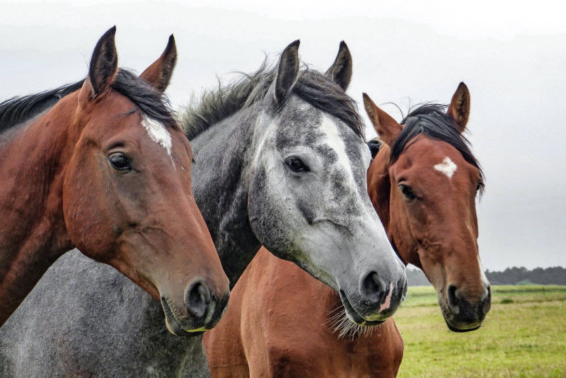 Anfosso tutto per il cavallo